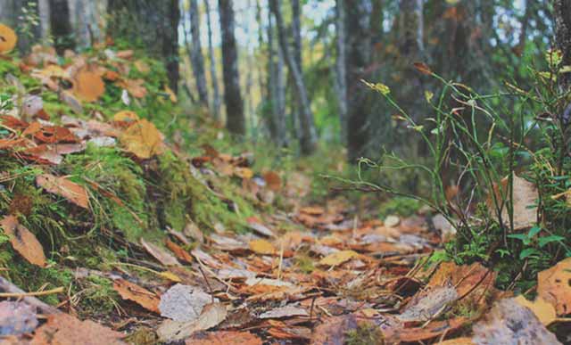 Guided tours in the nature in Rokua